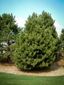 Сосна Чёрная (Pinus Nigra) купить по цене от 270.00р. в интернет-магазине «Посадика» с доставкой почтой в в Мирныйе и по всей России – [изображение №1].