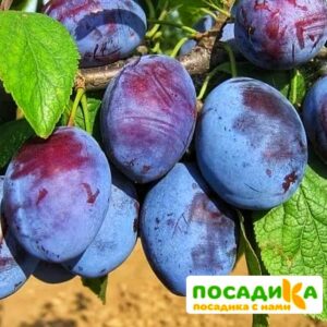 Слива Чачакская ранняя купить по цене от 229.00р. в интернет-магазине «Посадика» с доставкой почтой в в Мирныйе и по всей России – [изображение №1].