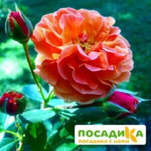 Роза Арабия купить по цене от 350.00р. в интернет-магазине «Посадика» с доставкой почтой в в Мирныйе и по всей России – [изображение №1].