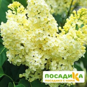 Сирень Примроуз (Primrose) купить по цене от 529.00р. в интернет-магазине «Посадика» с доставкой почтой в в Мирныйе и по всей России – [изображение №1].