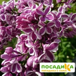 Сирень Сенсация купить по цене от 529.00р. в интернет-магазине «Посадика» с доставкой почтой в в Мирныйе и по всей России – [изображение №1].