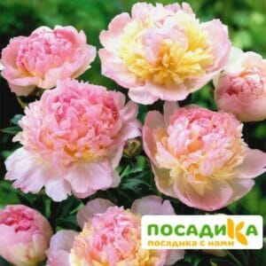 Пион Распберри Сандей (Paeonia Raspberry Sundae) купить по цене от 959р. в интернет-магазине «Посадика» с доставкой почтой в в Мирныйе и по всей России – [изображение №1].