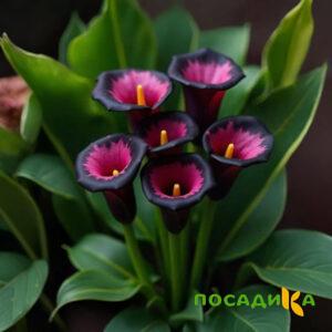 Калла Аура Лейс купить по цене от 400р. в интернет-магазине «Посадика» с доставкой почтой в в Мирныйе и по всей России – [изображение №1].