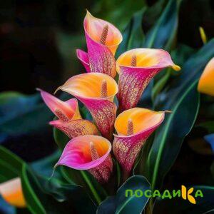 Калла Оникс купить по цене от 450р. в интернет-магазине «Посадика» с доставкой почтой в в Мирныйе и по всей России – [изображение №1].