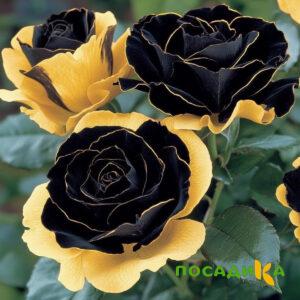 Роза Ханни Сикл купить по цене от 700р. в интернет-магазине «Посадика» с доставкой почтой в в Мирныйе и по всей России – [изображение №1].