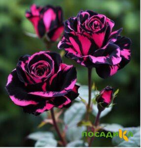 Роза Багровый Шепот купить по цене от 366р. в интернет-магазине «Посадика» с доставкой почтой в в Мирныйе и по всей России – [изображение №1].