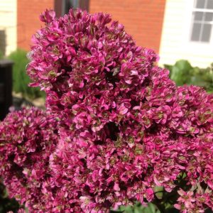 Флокс Филингс купить по цене от 329р. в интернет-магазине «Посадика» с доставкой почтой в в Мирныйе и по всей России – [изображение №1].