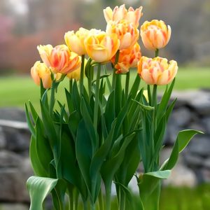 Тюльпан Верона Санрайз купить по цене от 280р. в интернет-магазине «Посадика» с доставкой почтой в в Мирныйе и по всей России – [изображение №1].