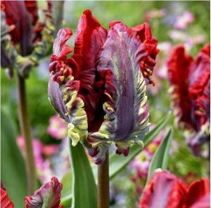 Тюльпан Рококо купить по цене от 350р. в интернет-магазине «Посадика» с доставкой почтой в в Мирныйе и по всей России – [изображение №1].