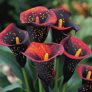 Калла Нуар купить по цене от 299р. в интернет-магазине «Посадика» с доставкой почтой в в Мирныйе и по всей России – [изображение №1].