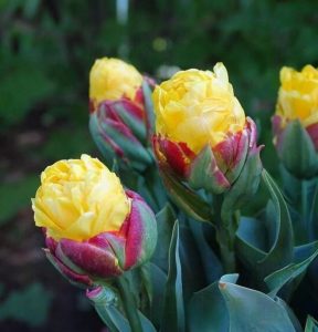 Тюльпан Айс Крим Банана купить по цене от 360р. в интернет-магазине «Посадика» с доставкой почтой в в Мирныйе и по всей России – [изображение №1].