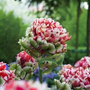 Тюльпан Дабл Флеминг Берд купить по цене от 249р. в интернет-магазине «Посадика» с доставкой почтой в в Мирныйе и по всей России – [изображение №1].