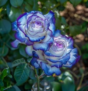 Роза Пэтолз Хоуп купить по цене от 333р. в интернет-магазине «Посадика» с доставкой почтой в в Мирныйе и по всей России – [изображение №1].