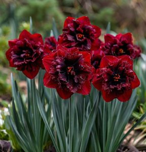 Нарцисс Сапфировый Бриз купить по цене от 3000р. в интернет-магазине «Посадика» с доставкой почтой в в Мирныйе и по всей России – [изображение №1].