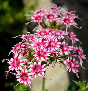 Флокс Метельчатый Путь купить по цене от 456р. в интернет-магазине «Посадика» с доставкой почтой в в Мирныйе и по всей России – [изображение №1].