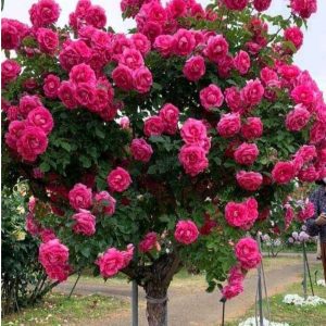 Роза Версаля купить по цене от 232р. в интернет-магазине «Посадика» с доставкой почтой в в Мирныйе и по всей России – [изображение №1].