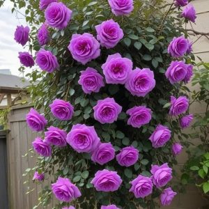 Роза Мистик Уайт купить по цене от 620р. в интернет-магазине «Посадика» с доставкой почтой в в Мирныйе и по всей России – [изображение №1].