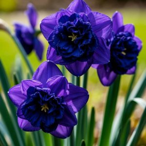 Нарцисс Арт Нуво купить по цене от 378р. в интернет-магазине «Посадика» с доставкой почтой в в Мирныйе и по всей России – [изображение №1].