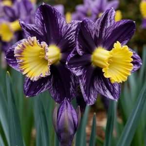 Нарцисс Акропоис купить по цене от 382р. в интернет-магазине «Посадика» с доставкой почтой в в Мирныйе и по всей России – [изображение №1].