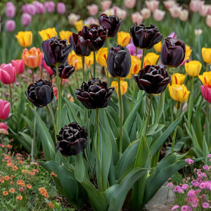 Тюльпан махровый Рейдинс Дарк купить по цене от 230р. в интернет-магазине «Посадика» с доставкой почтой в в Мирныйе и по всей России – [изображение №1].