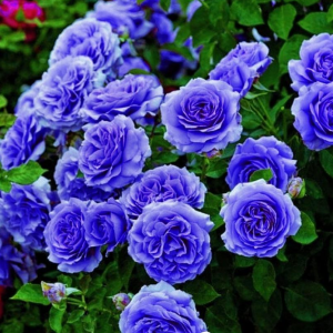 Роза Блю Мун купить по цене от 450р. в интернет-магазине «Посадика» с доставкой почтой в в Мирныйе и по всей России – [изображение №1].