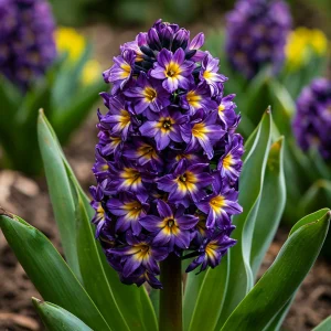 Гиацинт Вельвет Колор купить по цене от 2099р. в интернет-магазине «Посадика» с доставкой почтой в в Мирныйе и по всей России – [изображение №1].