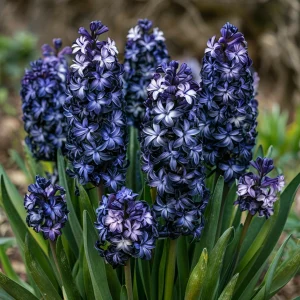 Гиацинт Блум Клауд купить по цене от 2099р. в интернет-магазине «Посадика» с доставкой почтой в в Мирныйе и по всей России – [изображение №1].