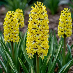 Гиацинт Сансет Голд купить по цене от 2099р. в интернет-магазине «Посадика» с доставкой почтой в в Мирныйе и по всей России – [изображение №1].