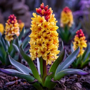 Гиацинт Миднайт Мистери купить по цене от 2099р. в интернет-магазине «Посадика» с доставкой почтой в в Мирныйе и по всей России – [изображение №1].