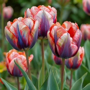 Тюльпан Эбисан Грэйс купить по цене от 217р. в интернет-магазине «Посадика» с доставкой почтой в в Мирныйе и по всей России – [изображение №1].