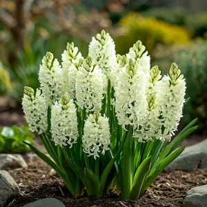 Гиацинт Дрим Трейл купить по цене от 2099р. в интернет-магазине «Посадика» с доставкой почтой в в Мирныйе и по всей России – [изображение №1].