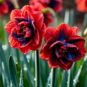 Нарцисс Эрличе купить по цене от 386р. в интернет-магазине «Посадика» с доставкой почтой в в Мирныйе и по всей России – [изображение №1].