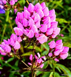 Флокс Бутоник купить по цене от 461р. в интернет-магазине «Посадика» с доставкой почтой в в Мирныйе и по всей России – [изображение №1].