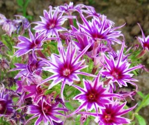 Флокс Звездное Кружево купить по цене от 361р. в интернет-магазине «Посадика» с доставкой почтой в в Мирныйе и по всей России – [изображение №1].