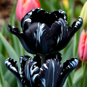 Тюльпан Шелк Нуар купить по цене от 219р. в интернет-магазине «Посадика» с доставкой почтой в в Мирныйе и по всей России – [изображение №1].