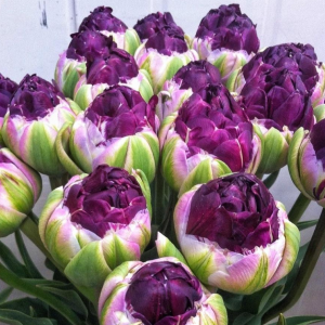 Тюльпан Анаконда купить по цене от 450р. в интернет-магазине «Посадика» с доставкой почтой в в Мирныйе и по всей России – [изображение №1].