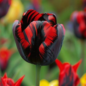 Тюльпан Блэк Перрот купить по цене от 351р. в интернет-магазине «Посадика» с доставкой почтой в в Мирныйе и по всей России – [изображение №1].