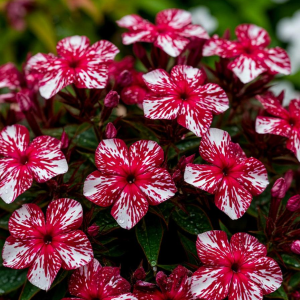 Флокс Ливер Гриммер купить по цене от 590р. в интернет-магазине «Посадика» с доставкой почтой в в Мирныйе и по всей России – [изображение №1].