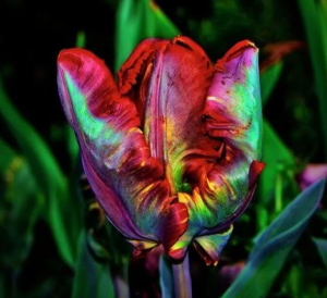 Тюльпан Эирпрайз купить по цене от 270р. в интернет-магазине «Посадика» с доставкой почтой в в Мирныйе и по всей России – [изображение №1].