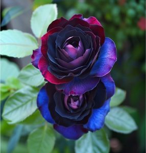 Роза Скарлет Рэвери купить по цене от 489р. в интернет-магазине «Посадика» с доставкой почтой в в Мирныйе и по всей России – [изображение №1].