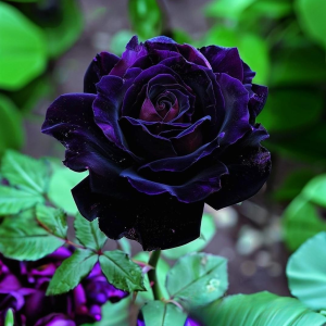 Роза Блэк Пантер купить по цене от 319р. в интернет-магазине «Посадика» с доставкой почтой в в Мирныйе и по всей России – [изображение №1].