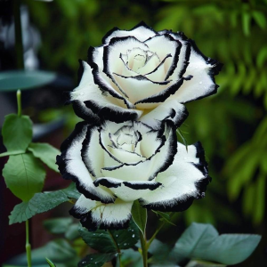 Роза Силк Ивин купить по цене от 319р. в интернет-магазине «Посадика» с доставкой почтой в в Мирныйе и по всей России – [изображение №1].