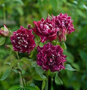 Роза Опаловый Пейзаж купить по цене от 490р. в интернет-магазине «Посадика» с доставкой почтой в в Мирныйе и по всей России – [изображение №1].