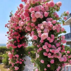 Роза Пастель Розе купить по цене от 605р. в интернет-магазине «Посадика» с доставкой почтой в в Мирныйе и по всей России – [изображение №1].