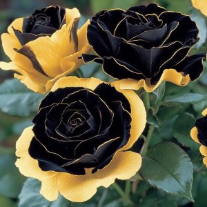 Роза Ханни Сикл купить по цене от 700р. в интернет-магазине «Посадика» с доставкой почтой в в Мирныйе и по всей России – [изображение №1].