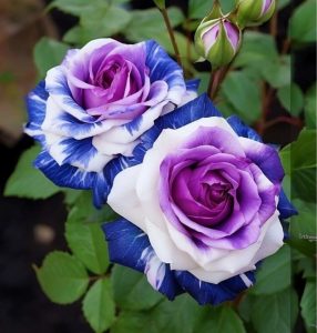 Роза Айвори Каскад купить по цене от 420р. в интернет-магазине «Посадика» с доставкой почтой в в Мирныйе и по всей России – [изображение №1].