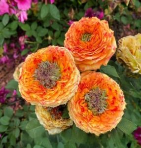 Роза Золотой Мираж купить по цене от 420р. в интернет-магазине «Посадика» с доставкой почтой в в Мирныйе и по всей России – [изображение №1].