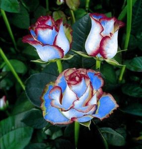 Роза Сафайер Пэтл купить по цене от 450р. в интернет-магазине «Посадика» с доставкой почтой в в Мирныйе и по всей России – [изображение №1].